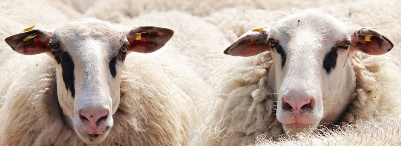 Propagation du sérotype 3 de la fièvre catarrhale ovine en Europe