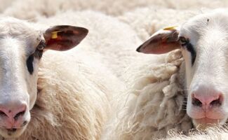 Propagation du sérotype 3 de la fièvre catarrhale ovine en Europe