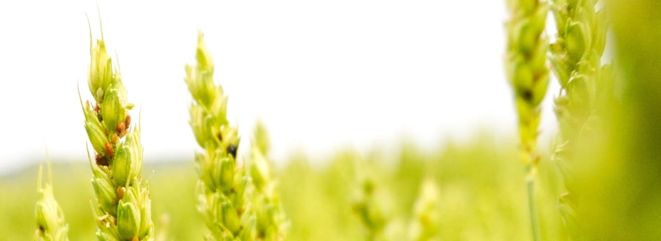 Moisson d'automne 2024 : État des lieux des récoltes et des défis rencontrés