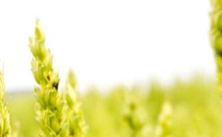 Moisson d'automne 2024 : État des lieux des récoltes et des défis rencontrés