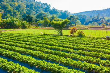 Les maraîchers du Lot initient une réduction de plastique