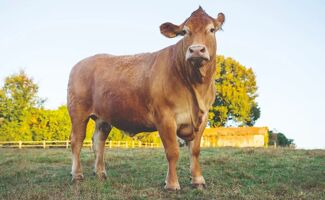 Salon de l’Agriculture 2025 : innovations, échanges et savoir-faire au cœur de  l’événement