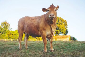 Vache égerie salon agriculture 2025 oupette