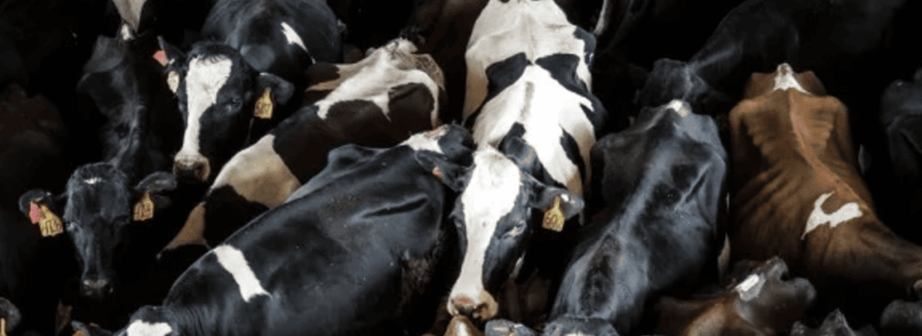 Annie Genevard face aux attentes des éleveurs au Sommet de l’élevage 2024