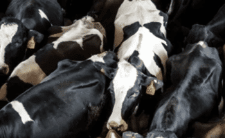 Annie Genevard face aux attentes des éleveurs au Sommet de l’élevage 2024