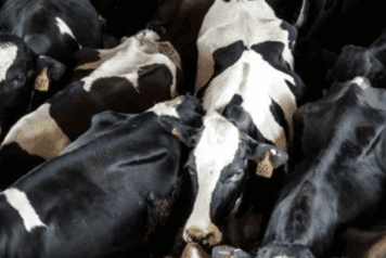 troupeau de vache vue de haut