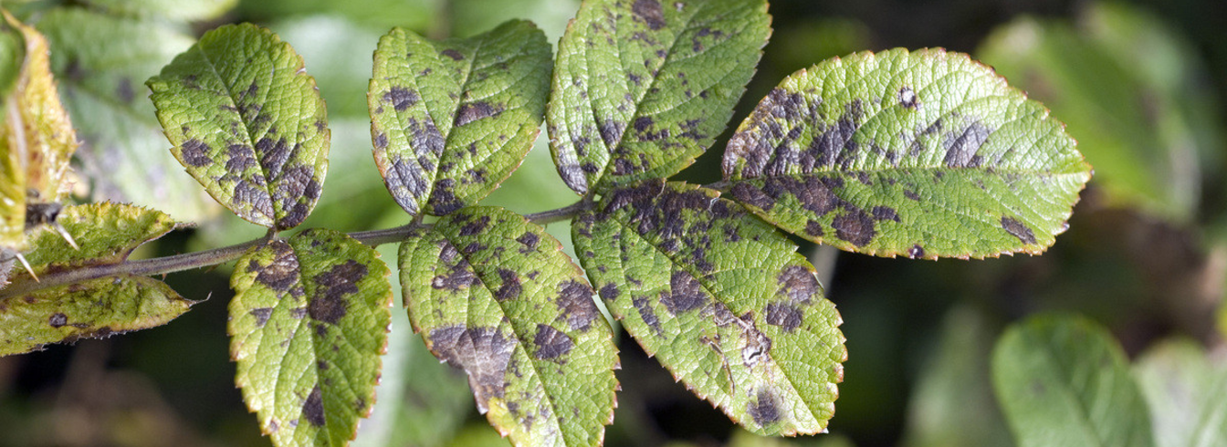 Tavelure du pommier et du poirier : comment protéger vos vergers ?