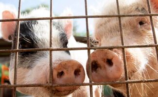 Inédit : le Danemark veut instaurer une taxe sur les pets de bovins et porcins