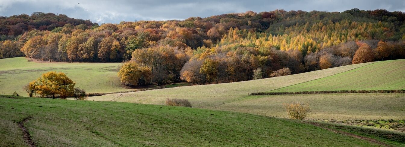 Tensions entre les mondes agricole et forestier dans le Cantal : les chasseurs donnent de la voix