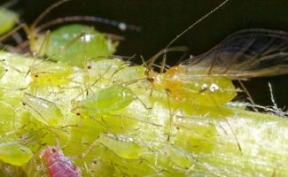 Biocontrôle : Tout savoir pour protéger vos culture