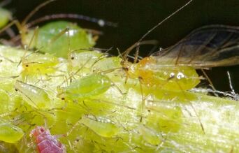 pucerons sur branche