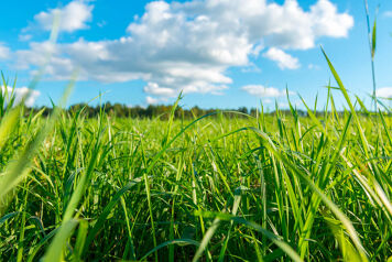 ensilage d'herbes avec bache