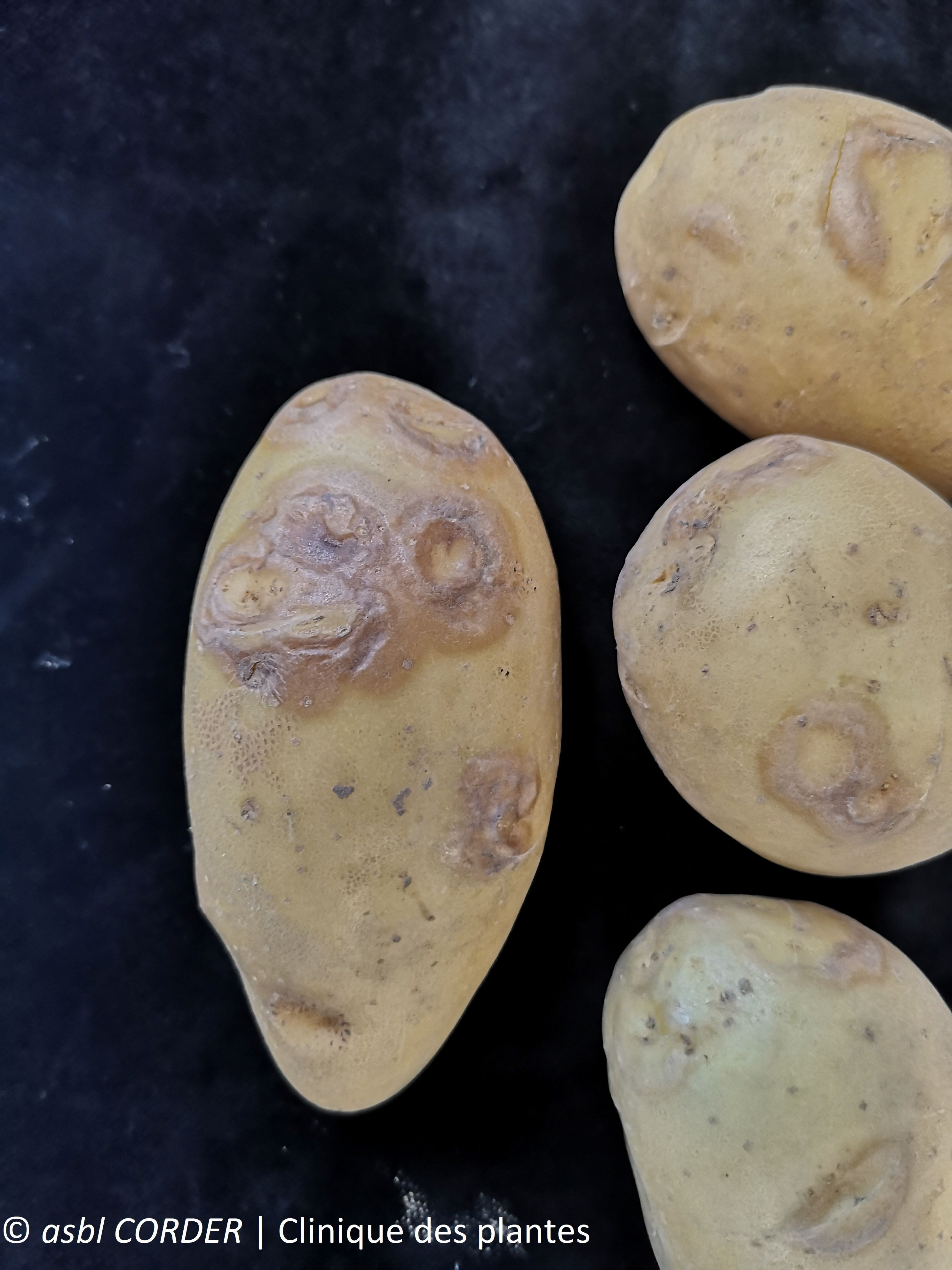 pomme de terre