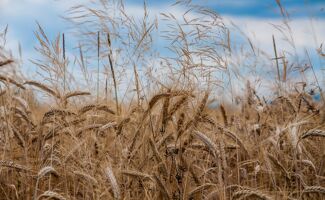 Céréales à paille (Itinéraire Technique) : Variétés, semis