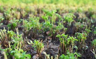 Inconvénients de la Luzerne : Culture compliquée,  effets secondaires