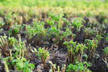 inconvenient luzerne jeunes pousses