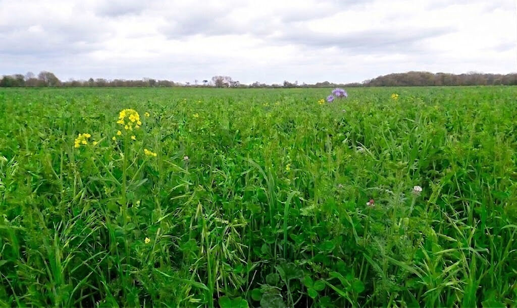 Mélange de couvert végétal : quelles espèces choisir vraiment ?