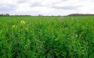 Mélange de couvert végétal : quelles espèces choisir vraiment ?
