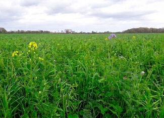 Mélange de couvert végétal : quelles espèces choisir vraiment ?