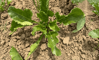 Pucerons betterave : stratégie aphicide 2026 et seuils d’intervention