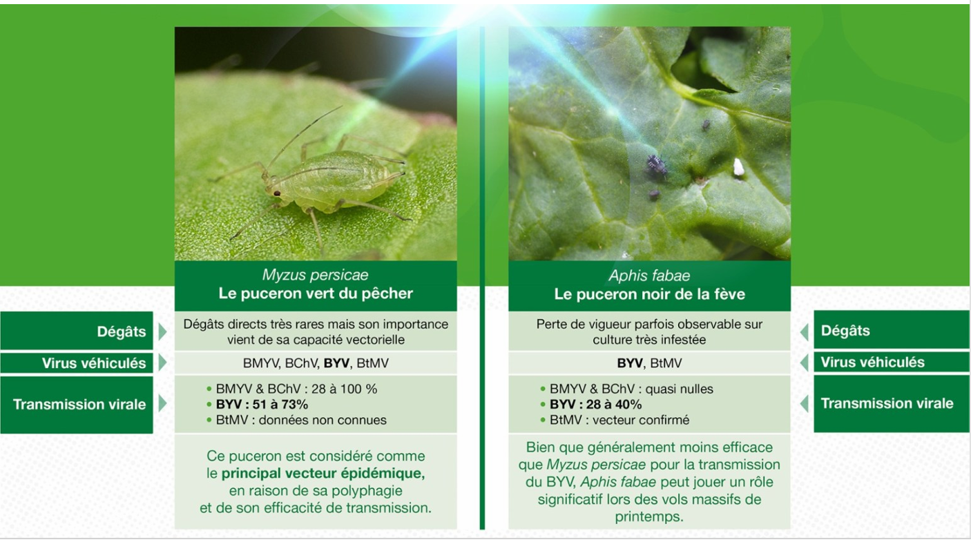 Transmission des virus de la jaunisse par les pucerons