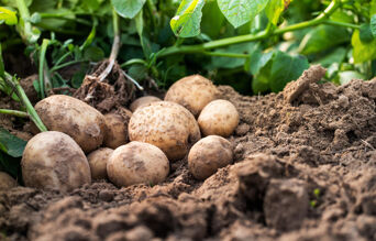 Champ de patate avec butté