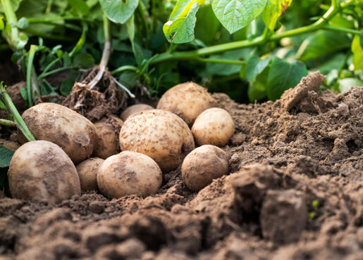 Champ de patate avec butté