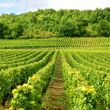 Quel engrais utiliser pour sa vigne ?