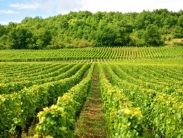 Quel engrais utiliser pour sa vigne ?