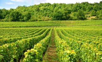 Quel engrais utiliser pour sa vigne ?