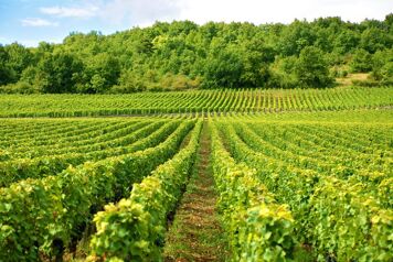 Quel engrais utiliser pour sa vigne ?