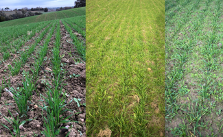 Adventices : que révèlent ray-grass et vulpin sur vos sols ?