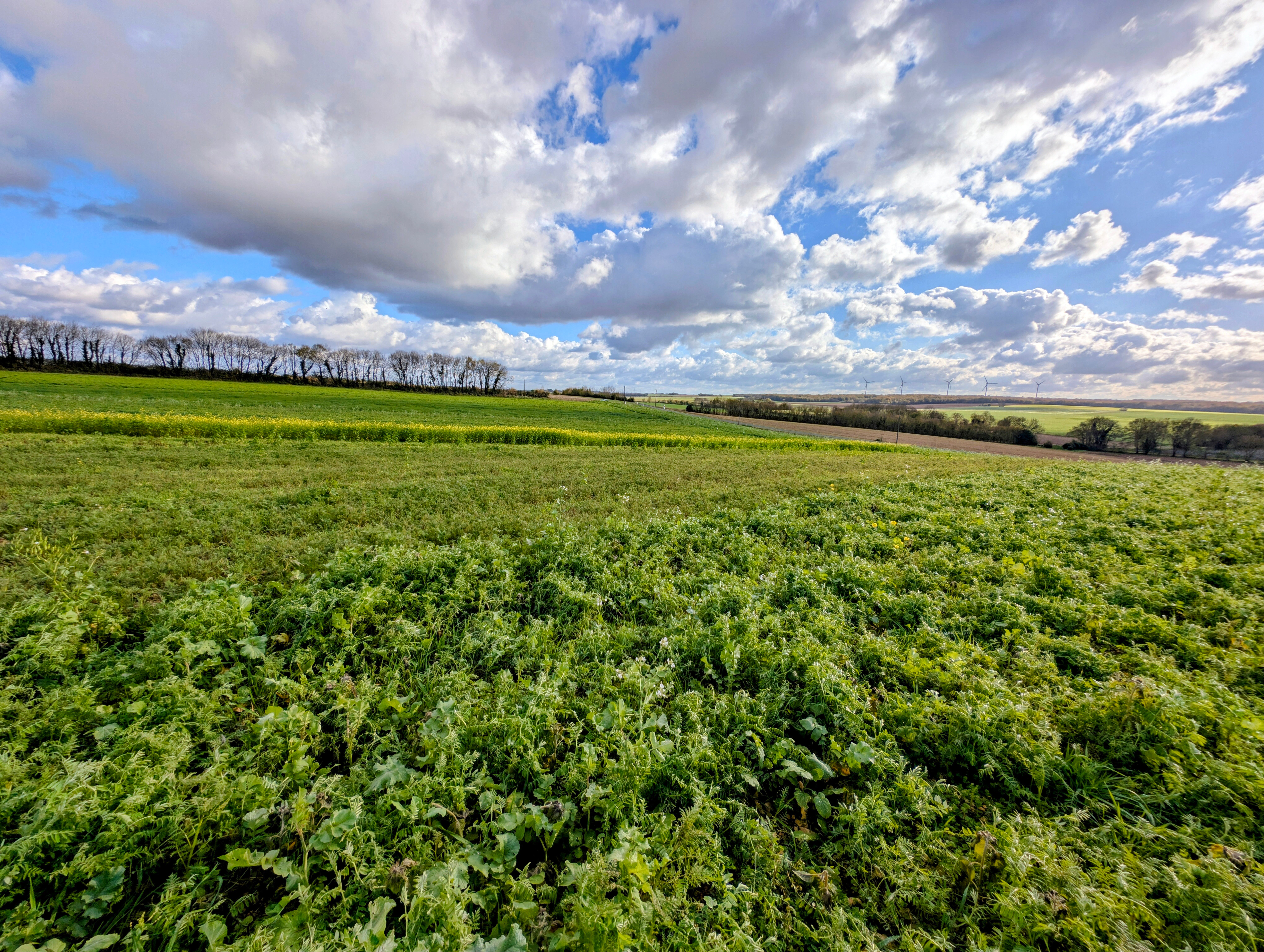 Essais de couverts végétaux 2025 : Deux plateformes au service de la performance agronomique