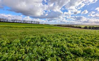 Essais de couverts végétaux 2025 : Deux plateformes au service de la performance agronomique