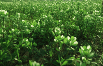 sol recouvert de treflse et d'herbes