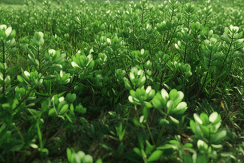 sol recouvert de trefle et d'herbes