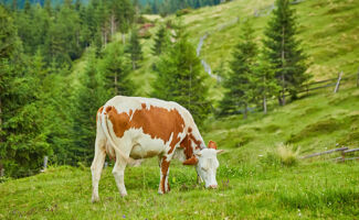 Acidose chez la vache : causes, signes et prévention