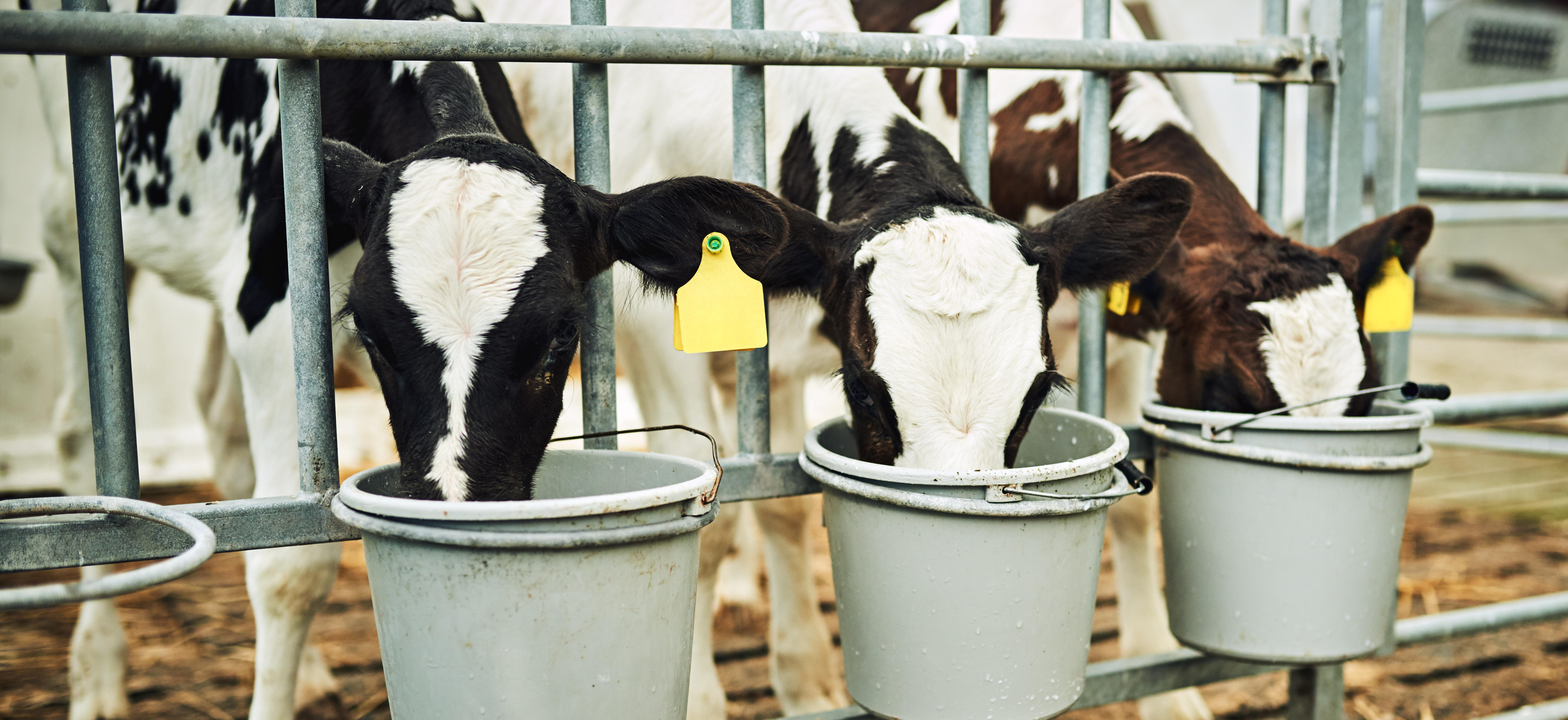 Préparation lait en poudre pour veau (mode d'emploi)