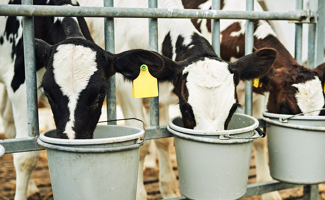 Préparation lait en poudre pour veau (mode d'emploi)