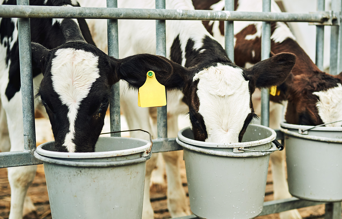 Veau buvant son lait