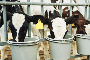 Veau buvant son lait