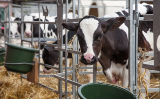 Plan allaitement veau poudre de lait : Aliments d’allaitement ou lait entier