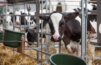 Veau buvant son lait