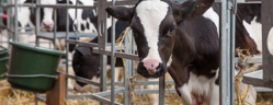 Veau buvant son lait