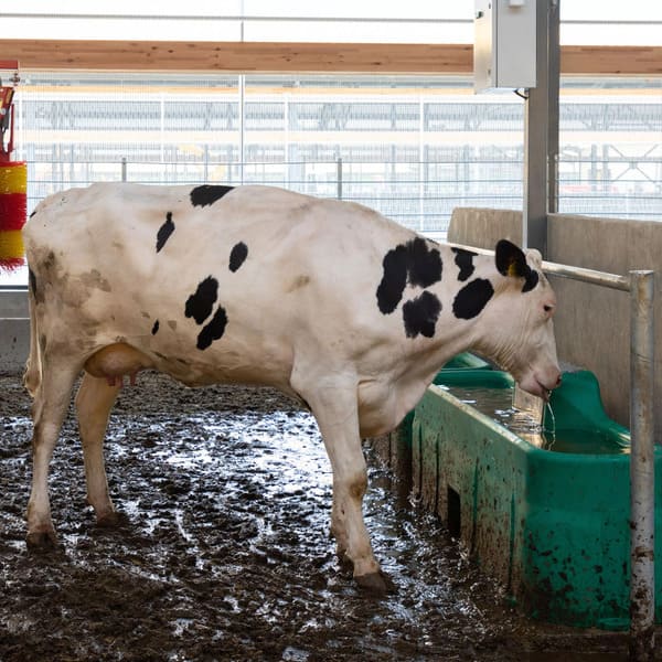 vache buvant dans un abreuvoir en plastique