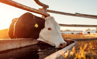 Abreuvoir bovin: assurez une hydratation optimale pour votre troupeau