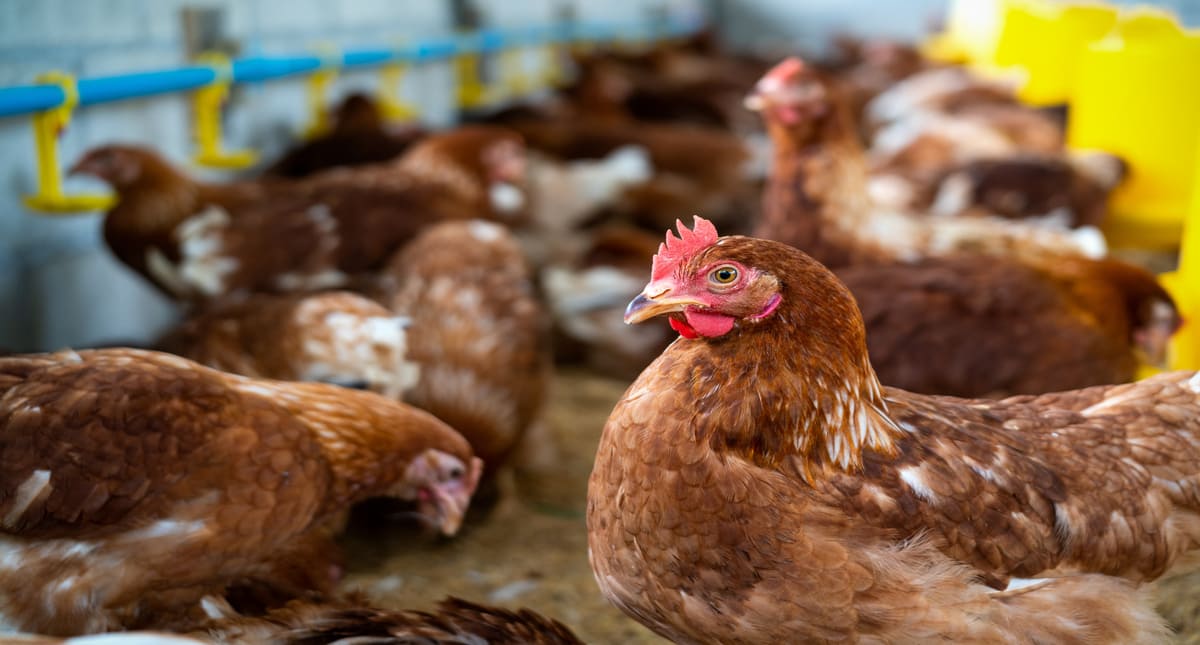 Abreuvoir poule : comment choisir ?