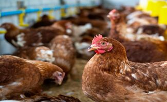 Abreuvoir poule : comment choisir ?