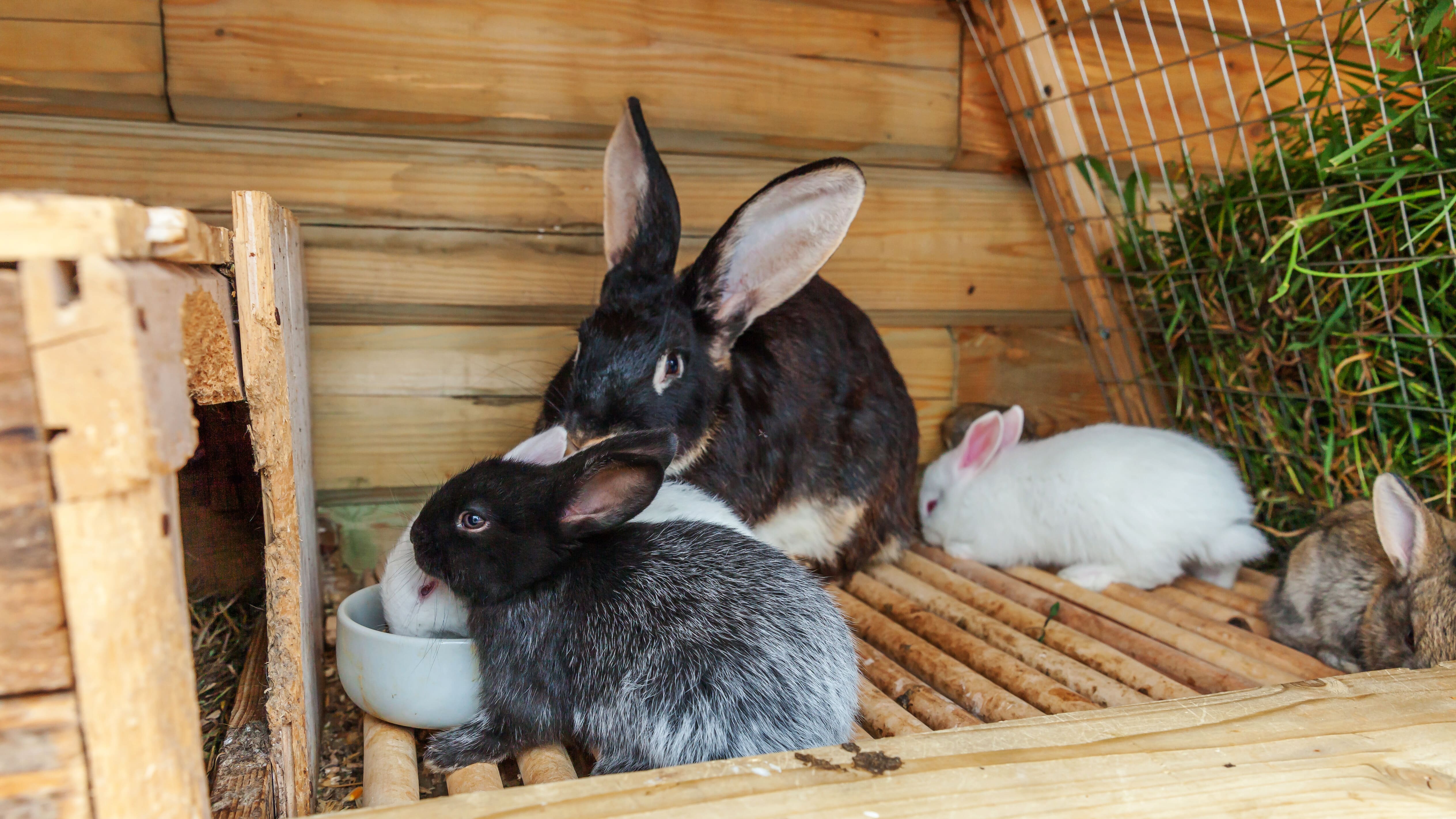 Accessoires lapin : équipez votre clapier pour le bien-être de vos lapins