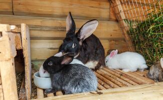 Accessoires lapin : équipez votre clapier pour le bien-être de vos lapins